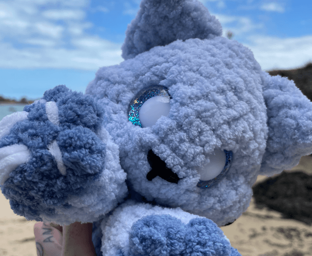Chat requin bleu